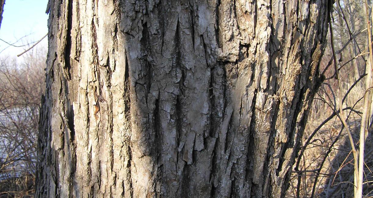 Tree bark