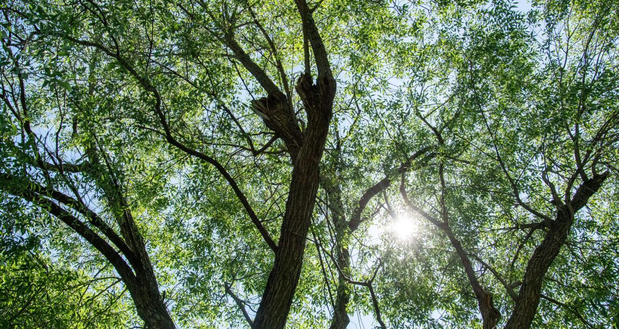 Tree branch