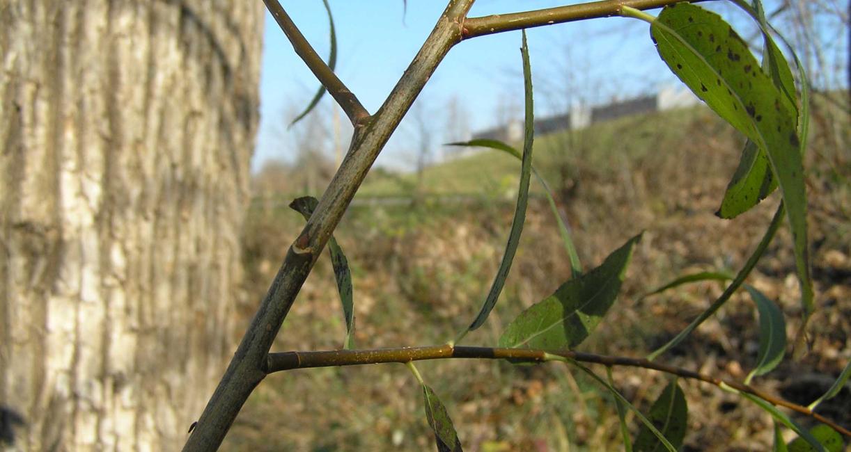 Tree branch