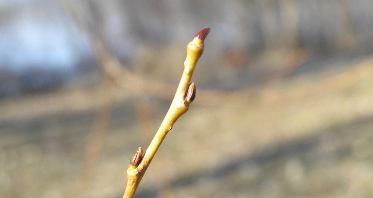 Tree bud