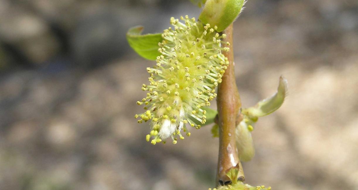 Tree flower