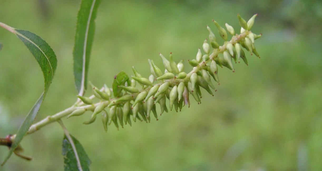 Tree fruit