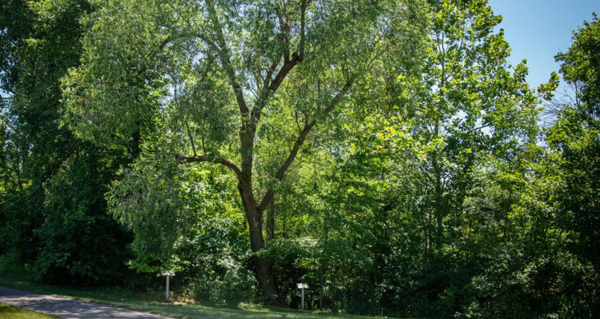 Tree habit