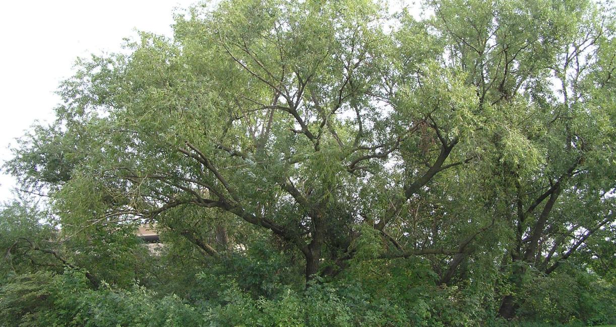 Tree habit