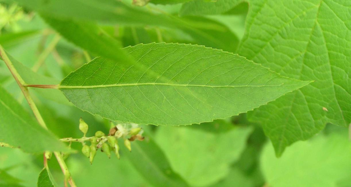 Tree leaves