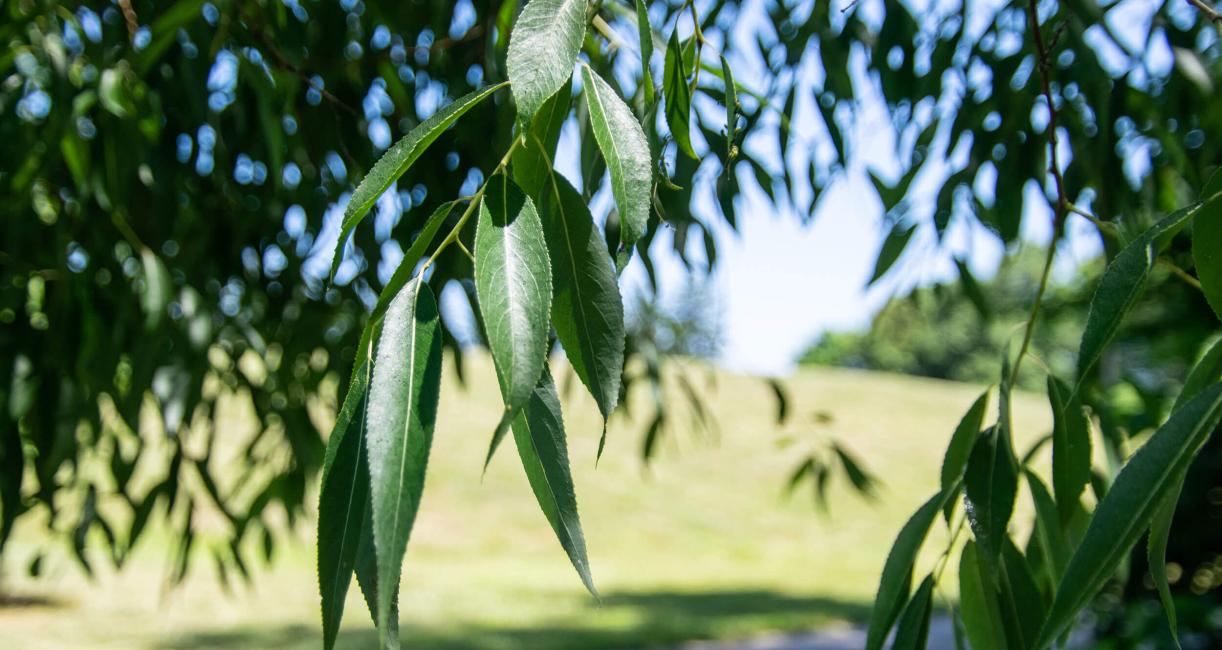 Tree leaves