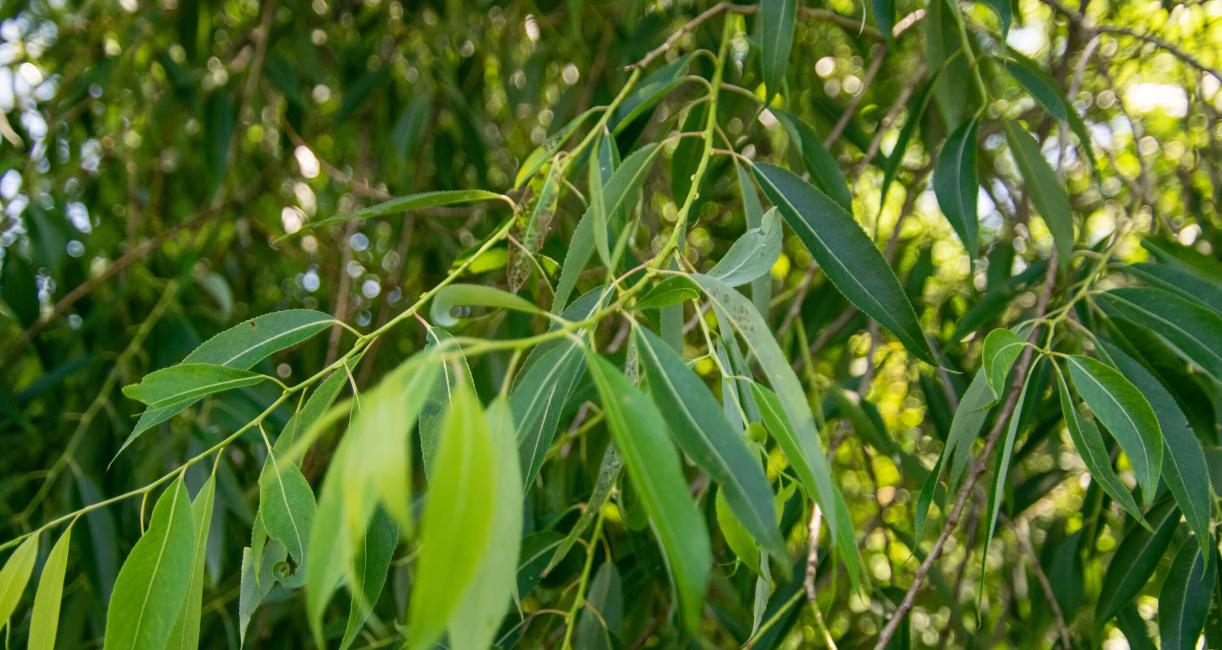 Tree leaves