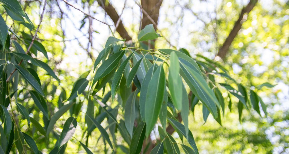 Tree leaves