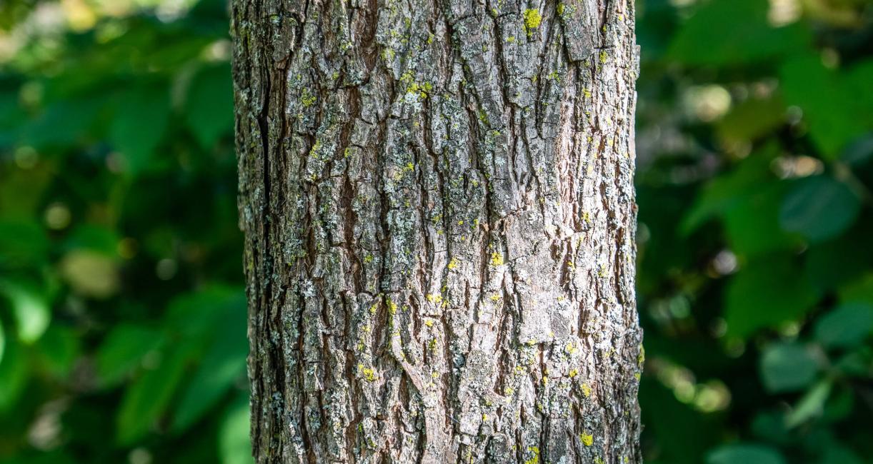 Tree bark