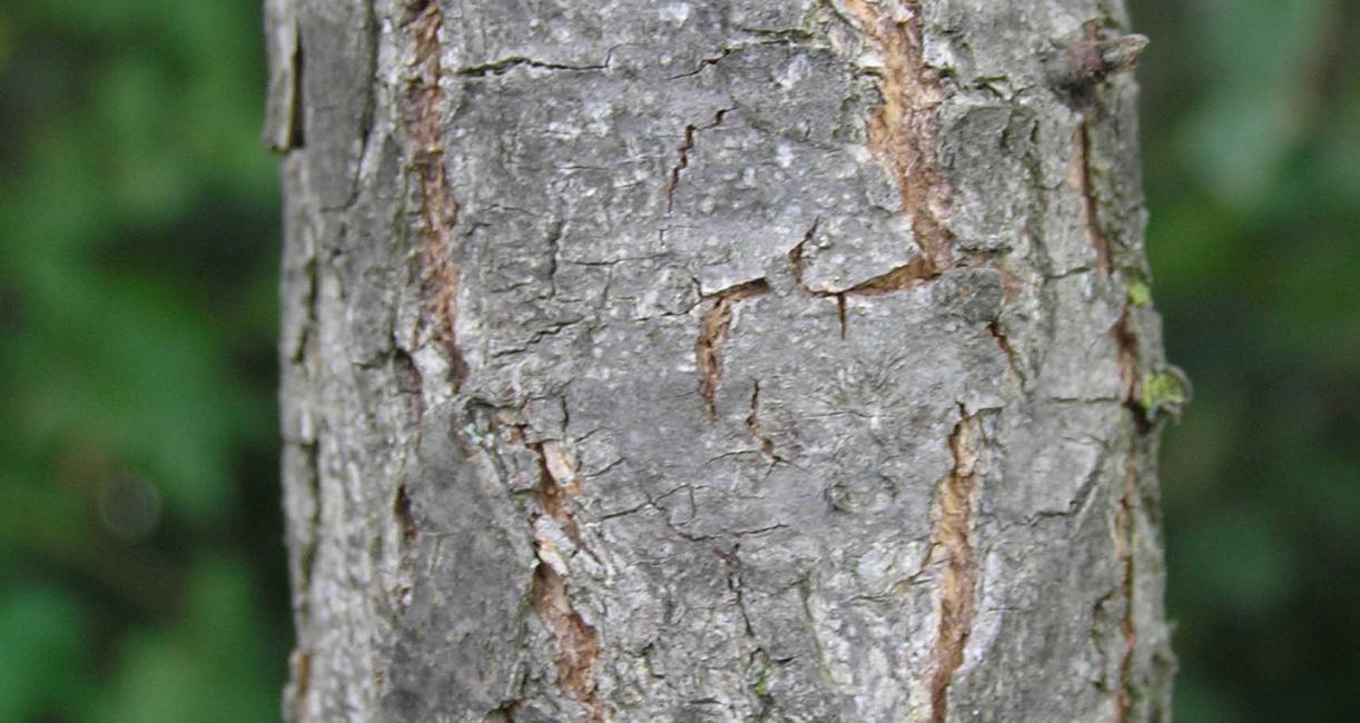 Tree bark