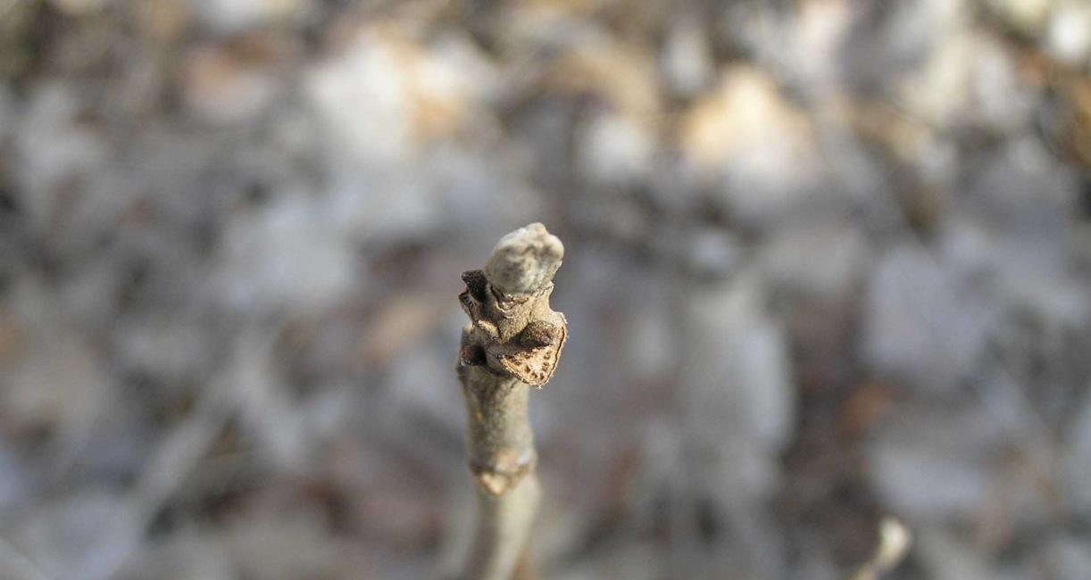 Tree bud