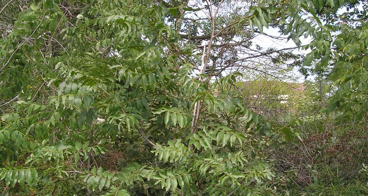 Tree habit