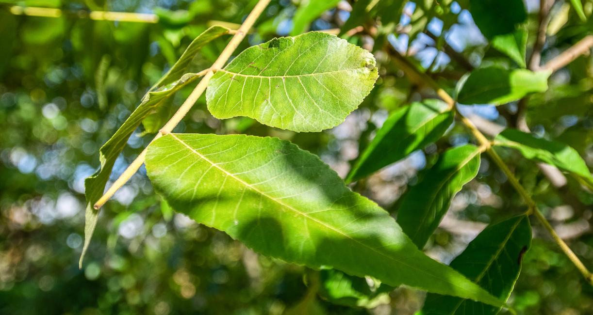 Tree leaves
