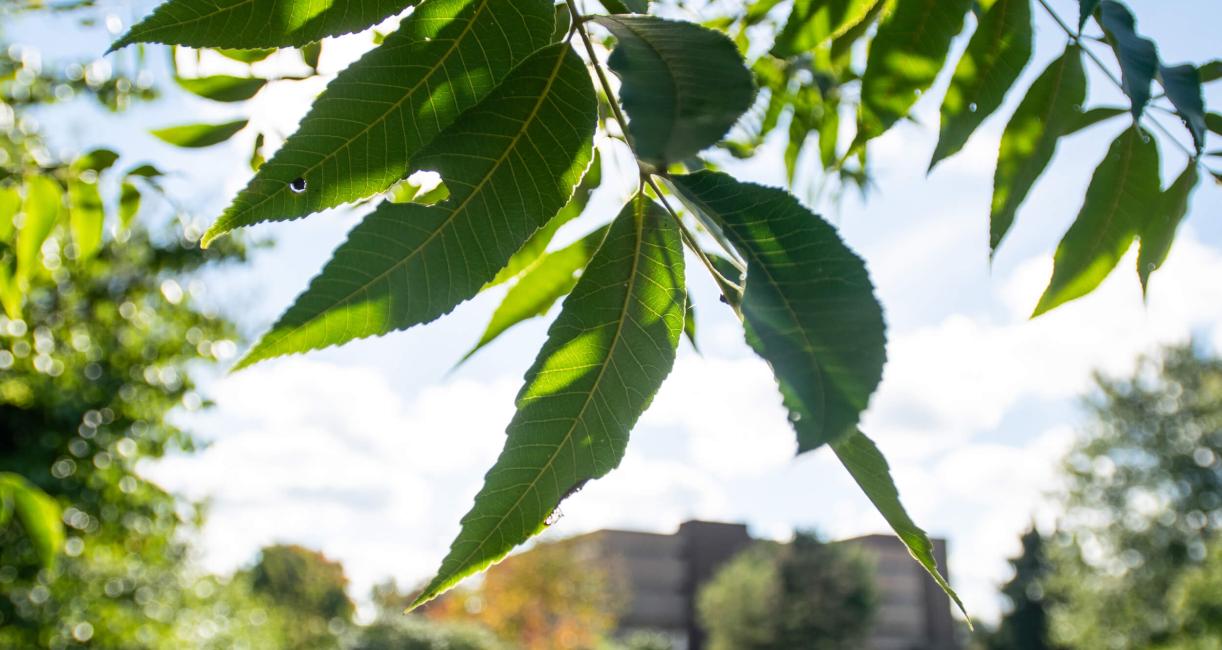 Tree leaves