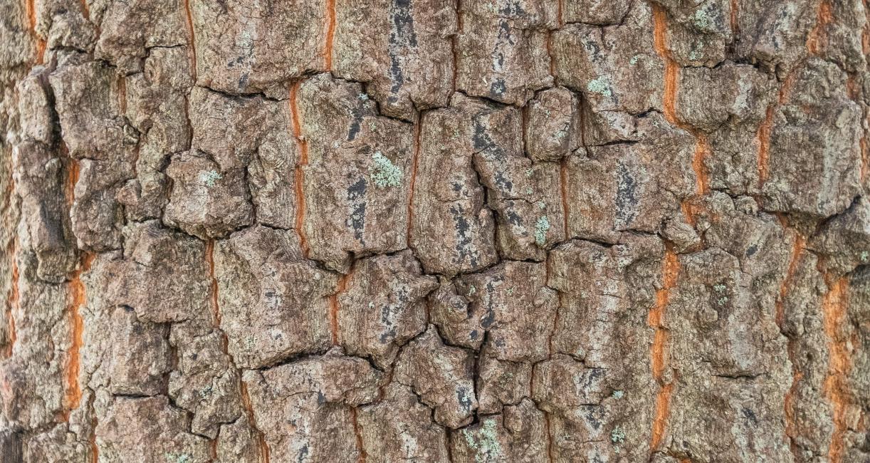Tree bark