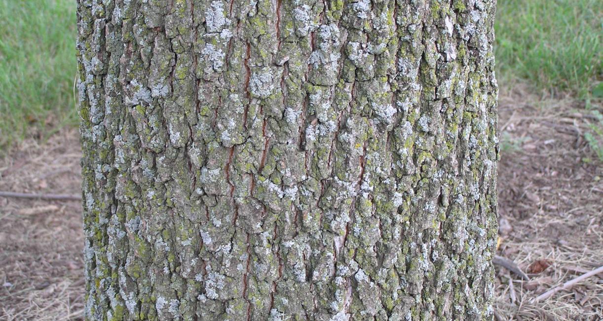 Tree bark