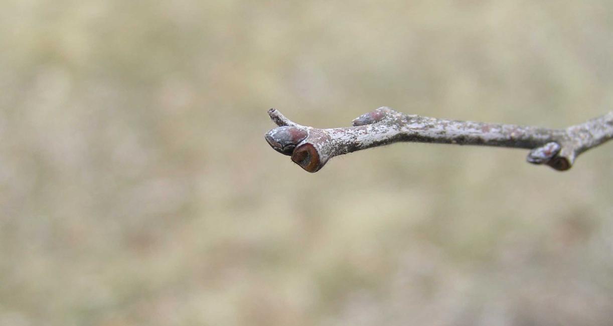 Tree bud