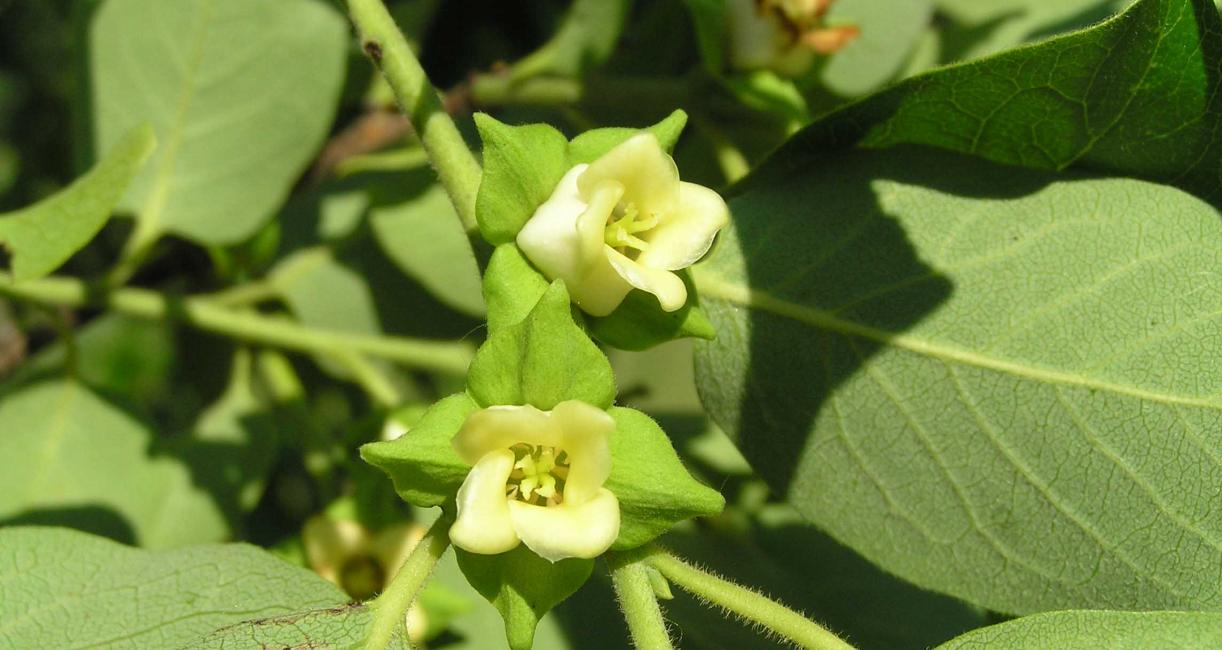 Tree flower