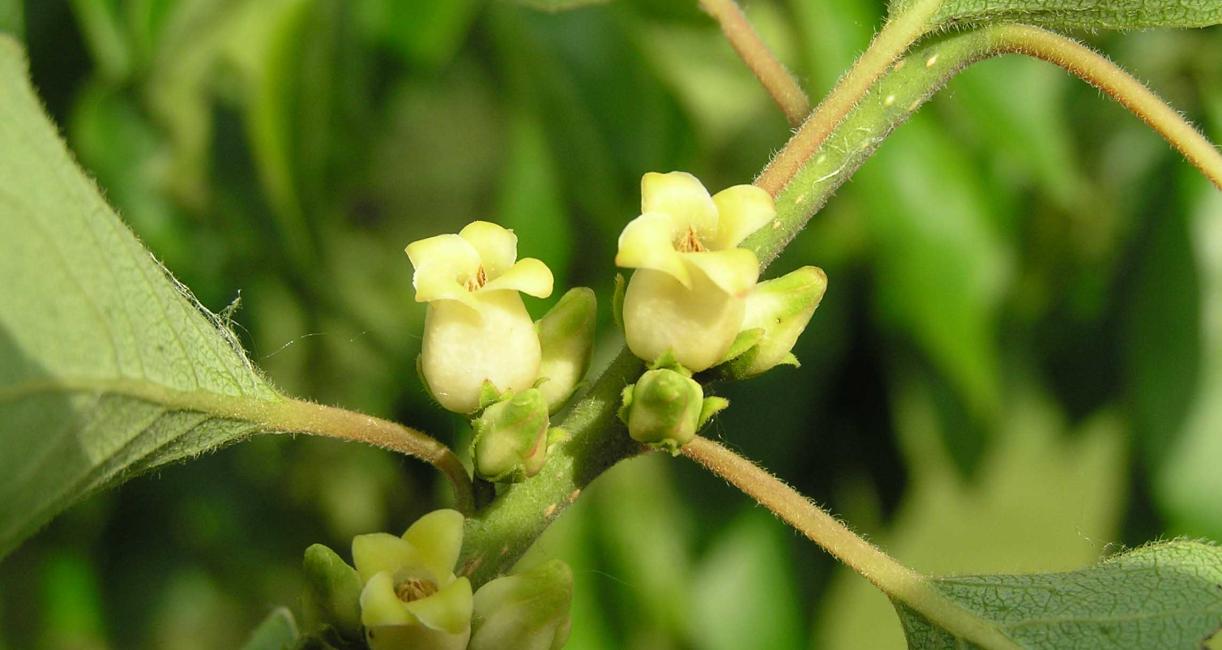 Tree flower