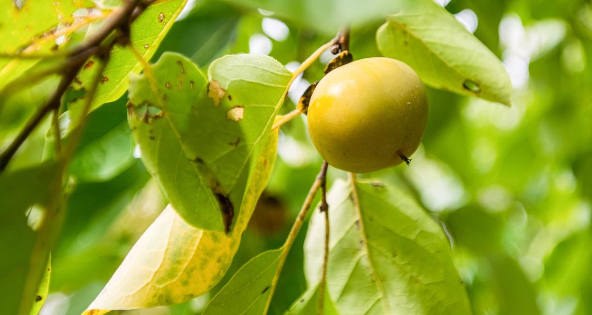 Tree fruit