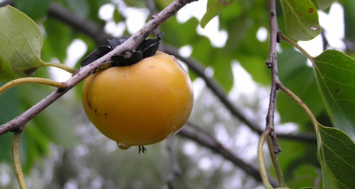 Tree fruit