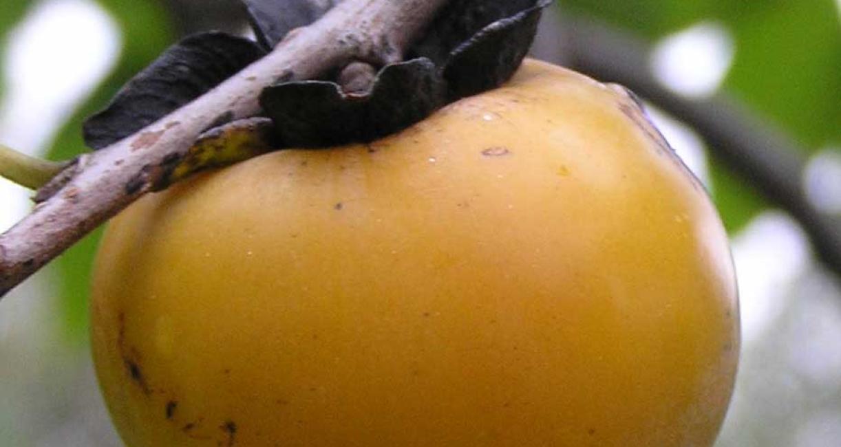 Tree fruit