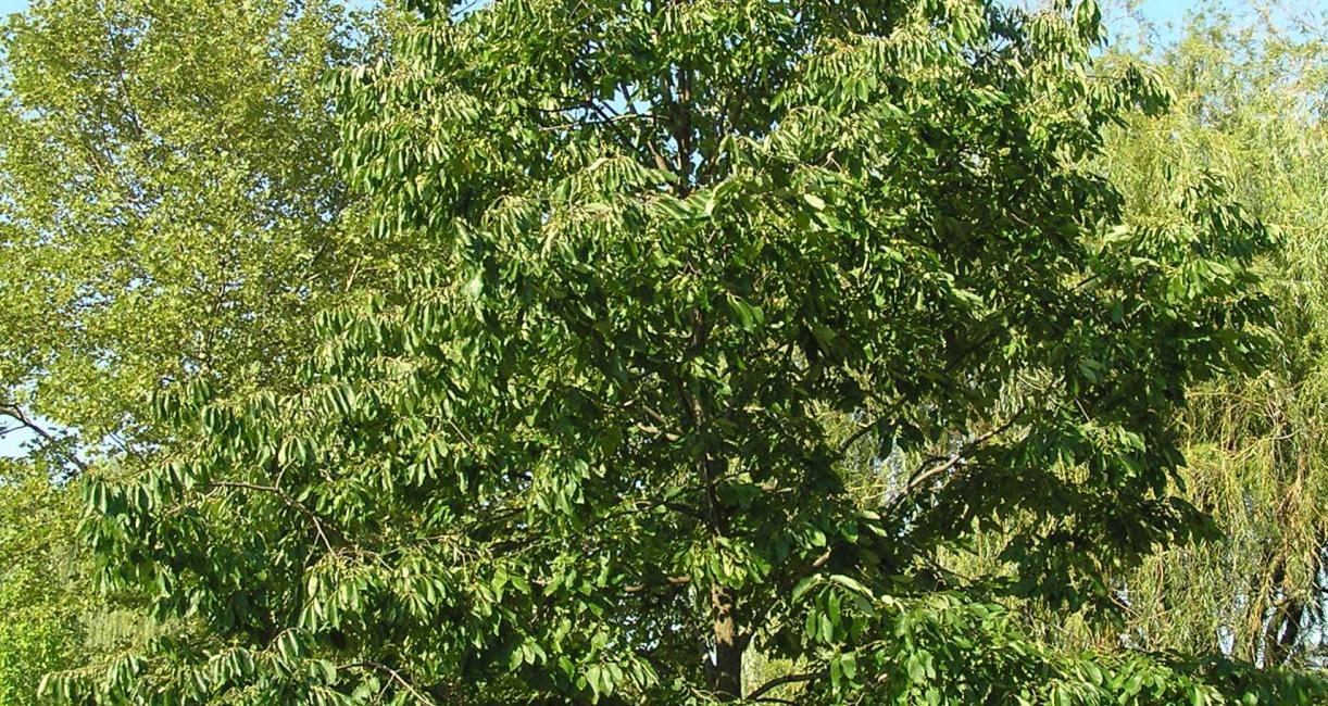 Tree habit