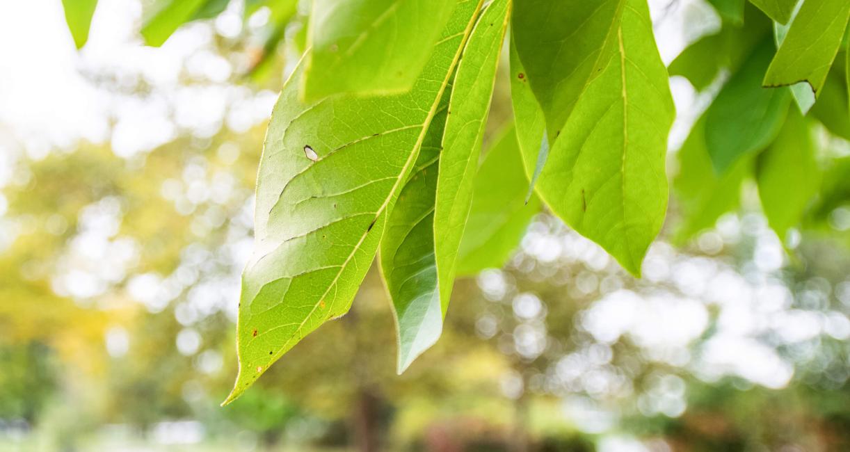 Tree leaves