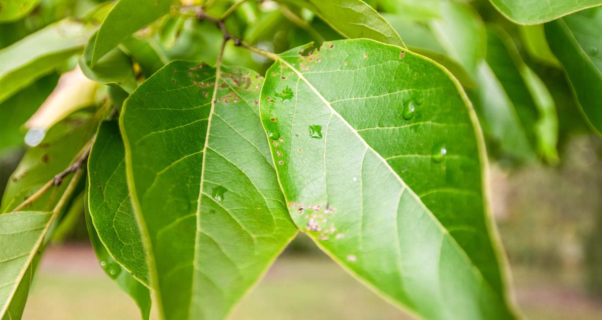 Tree leaves