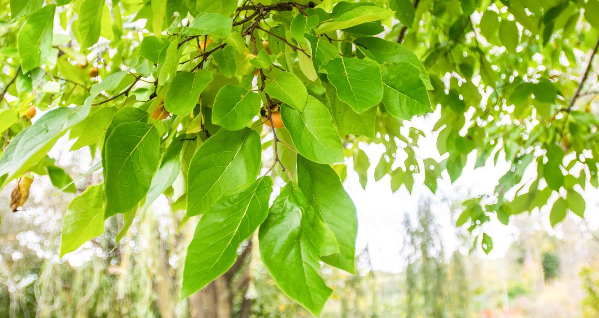 Tree leaves