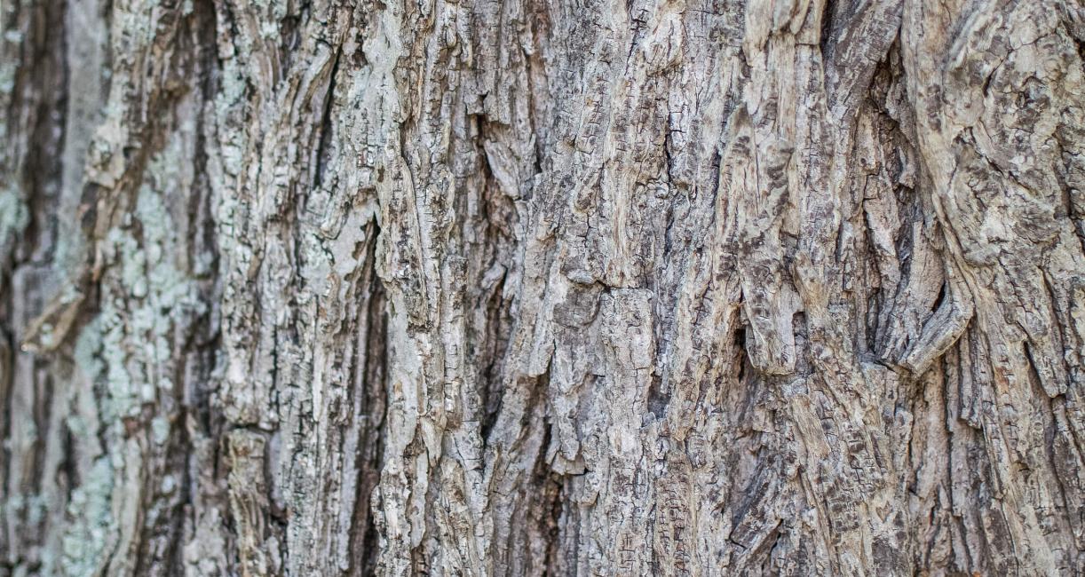 Tree bark