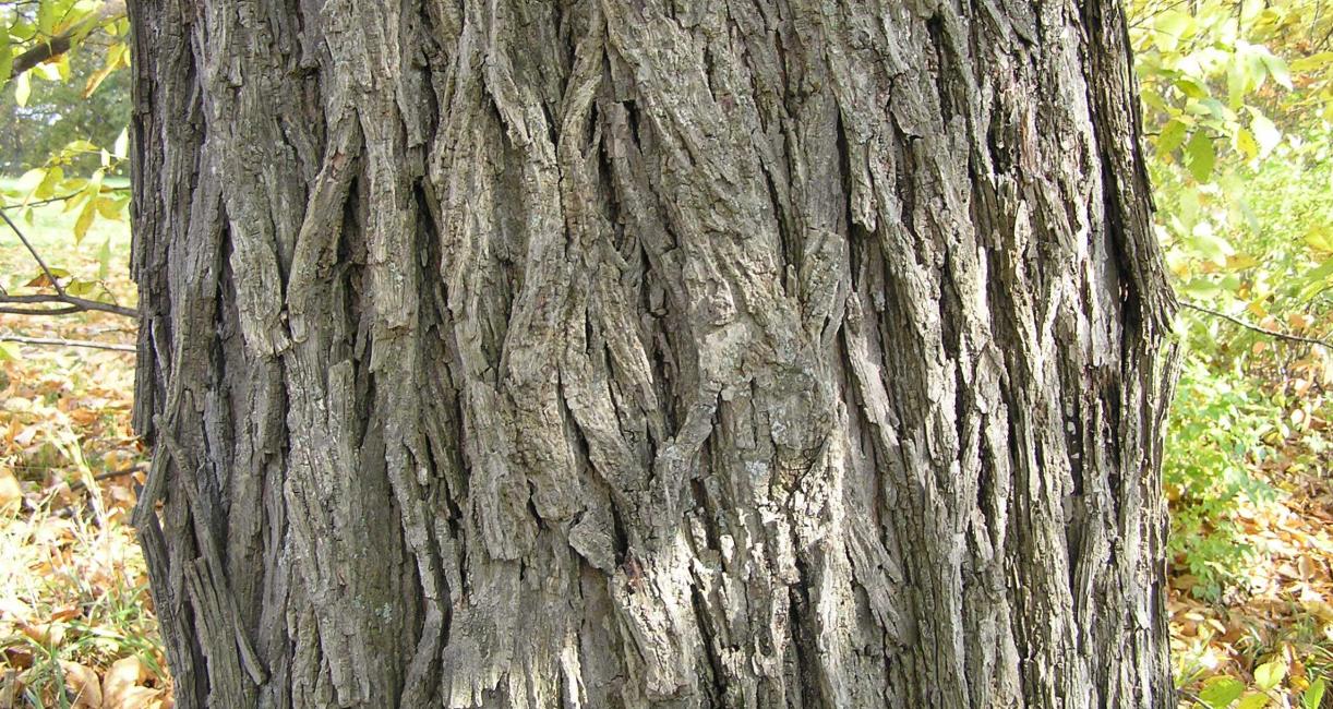 Tree bark