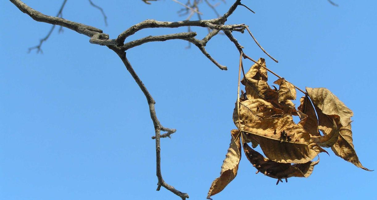 Tree branch