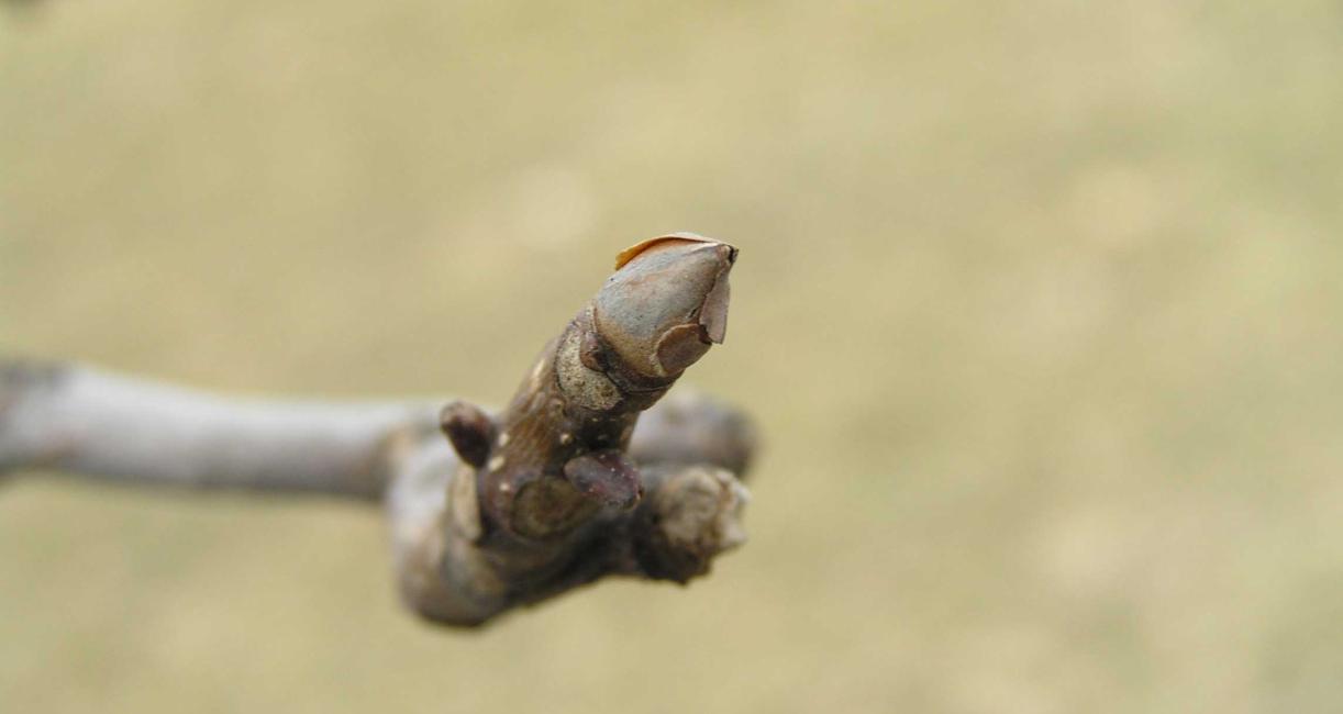 Tree bud