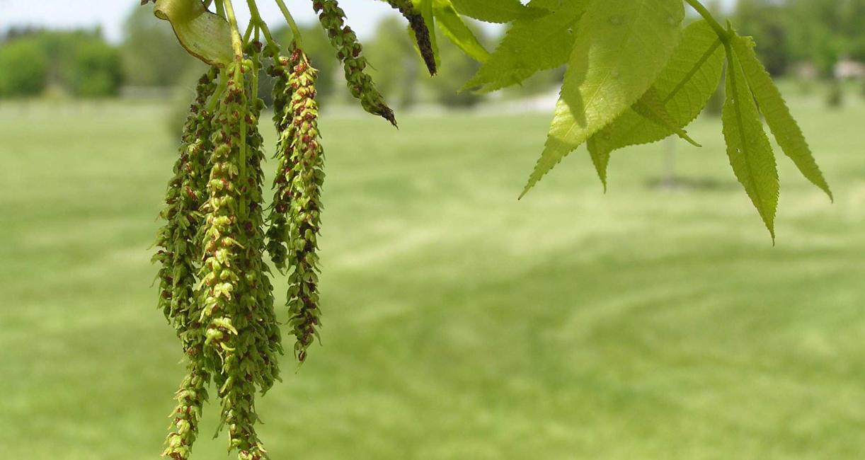 Tree flower