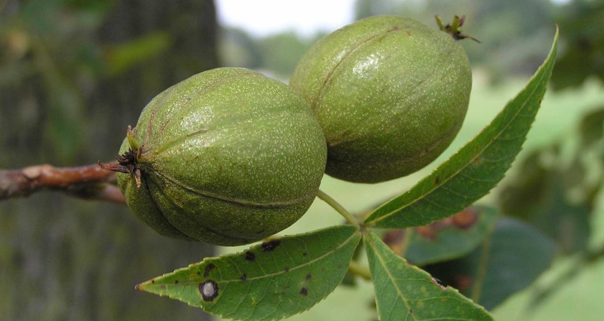Tree fruit
