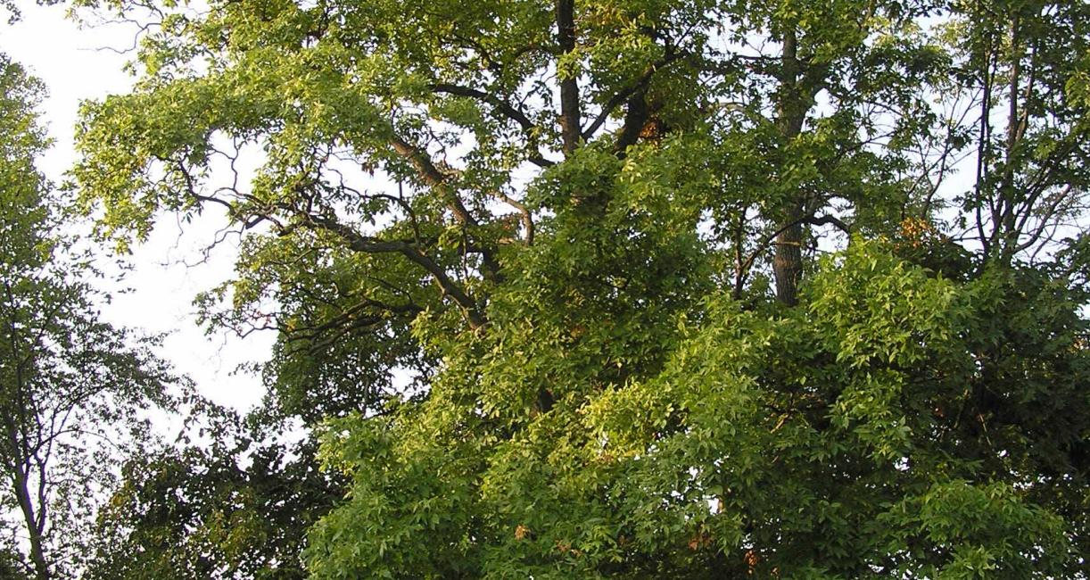 Tree habit