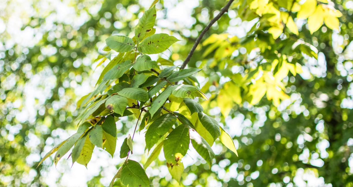 Tree leaves