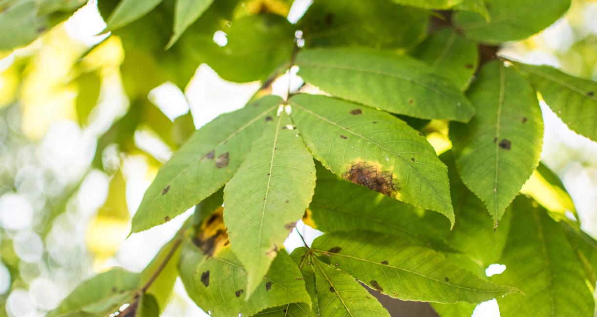 Tree leaves