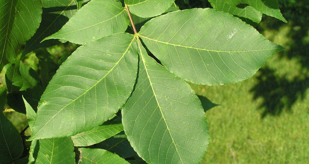 Tree leaves