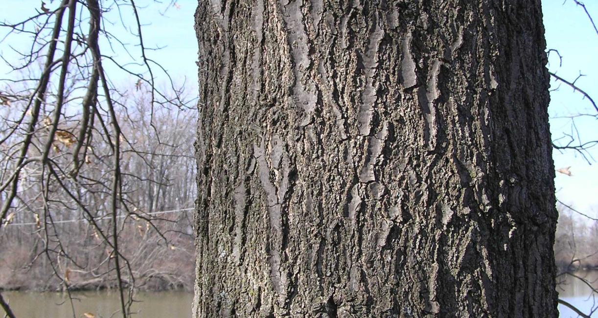 Tree bark