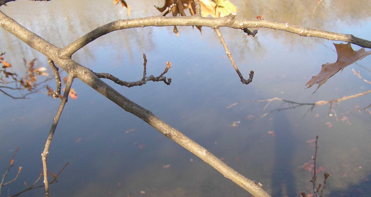 Tree branch