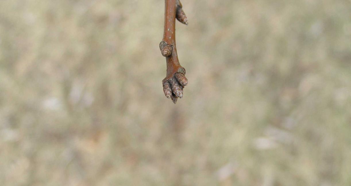 Tree bud