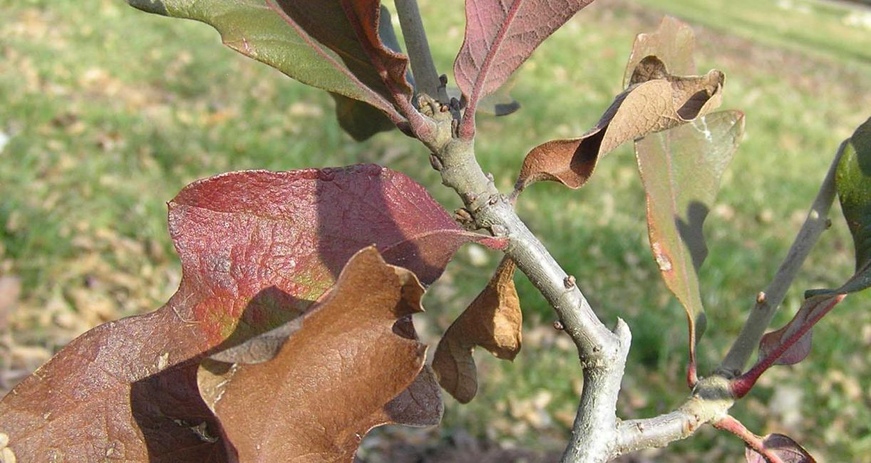 Tree branch