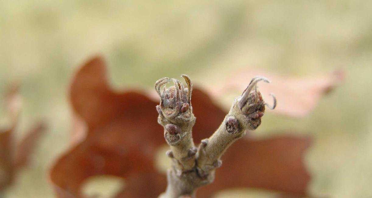 Tree bud