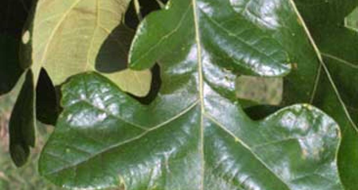 Tree leaves