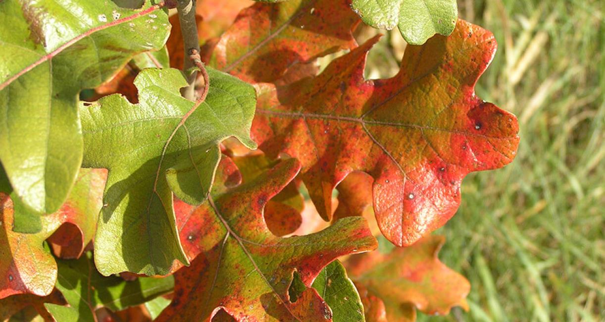 Post oak leaves