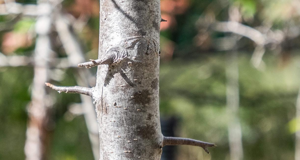 Tree bark