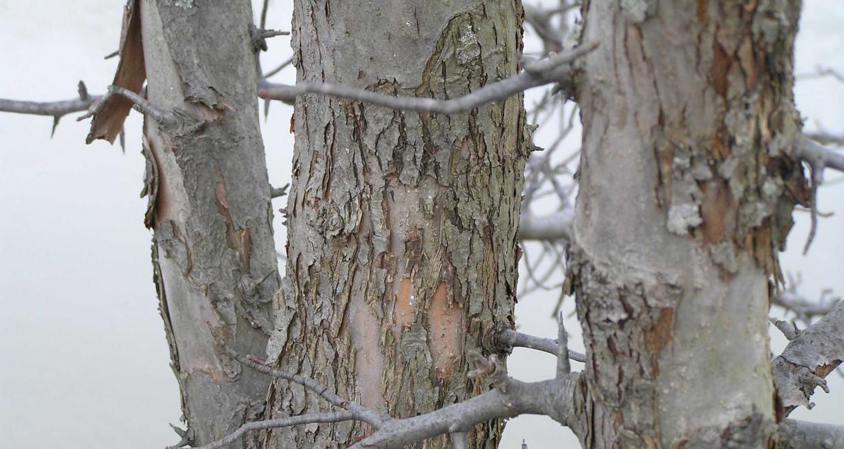 Tree bark