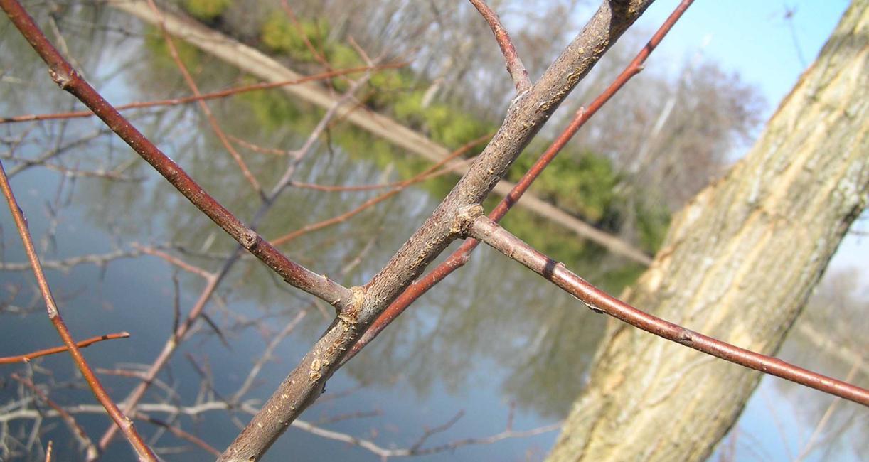 Tree branch